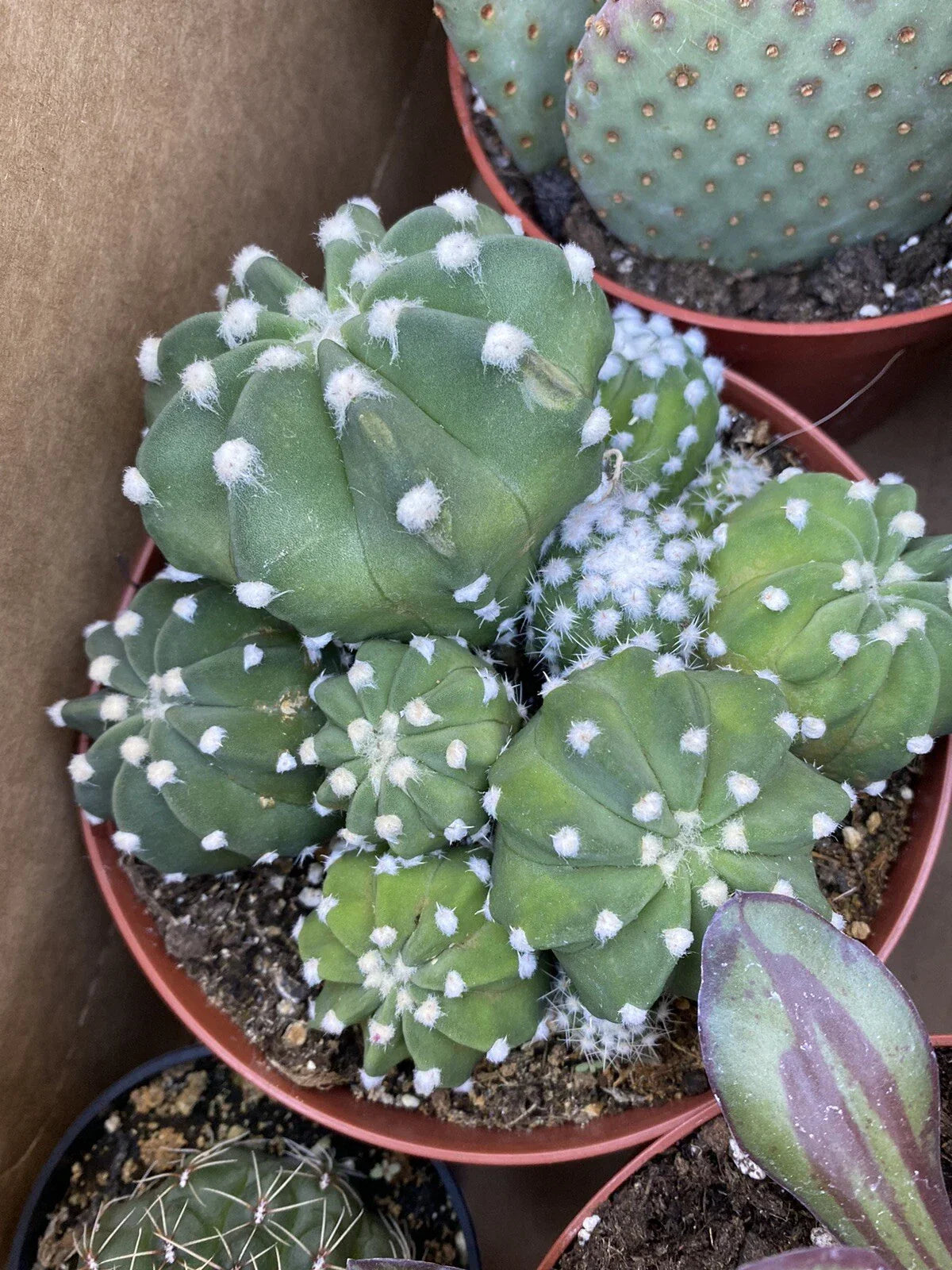 Echinopsis Domino Cactus Cluster Plant in 6 Inch Pot - Variegated Succulent