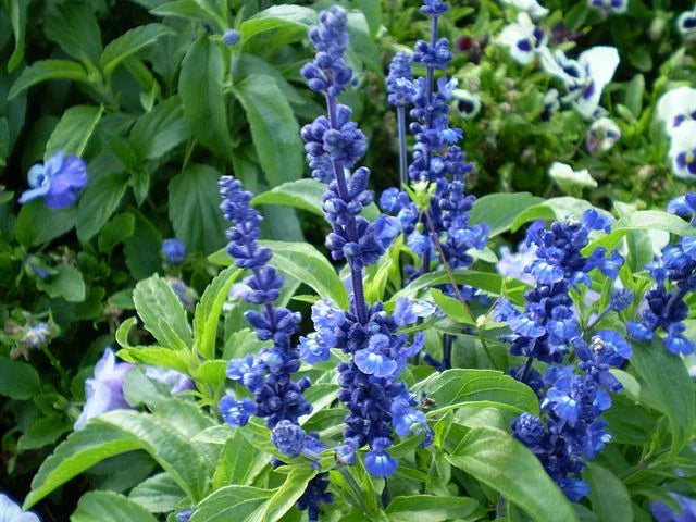Sage Seeds 150 Count Blue Flower Salvia farinacea - GroCo USA