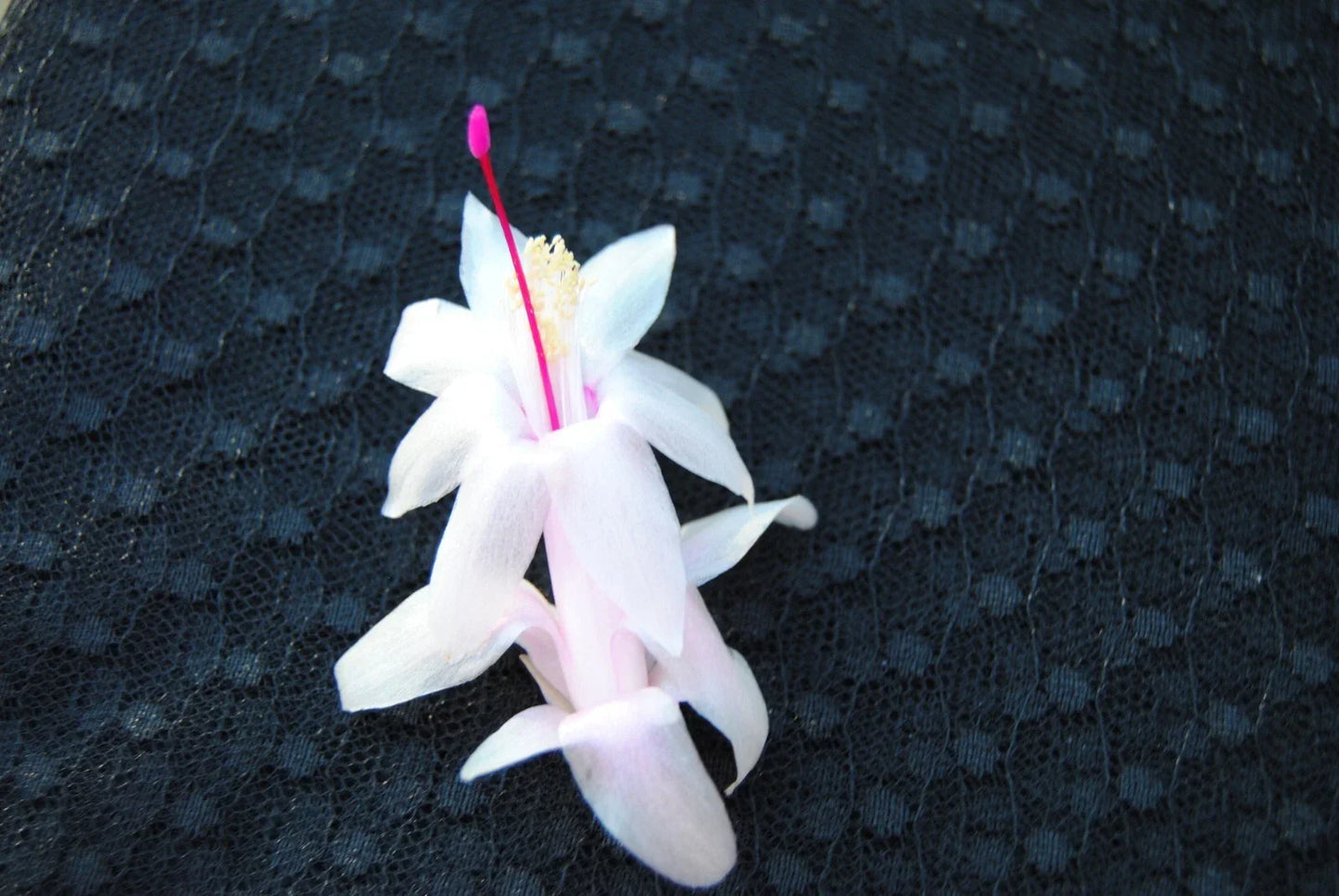 Christmas Cactus Starter Plant - Schlumbergera Truncata - Healthy Small Succulent for Indoor Decor