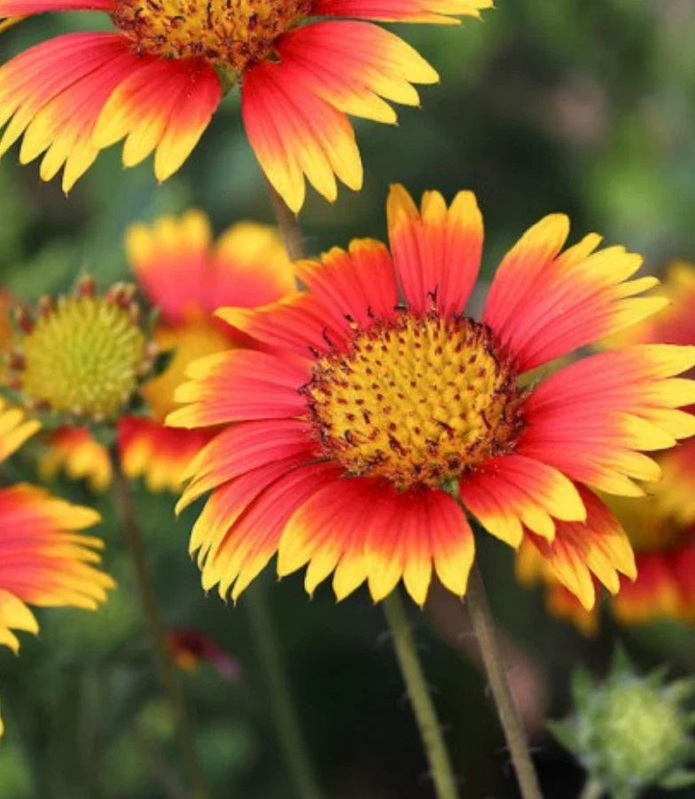 Indian Blanket Flower Seeds 3000 Count Gaillardia pulchella Pollinator Magnet for Bees & Hummingbirds