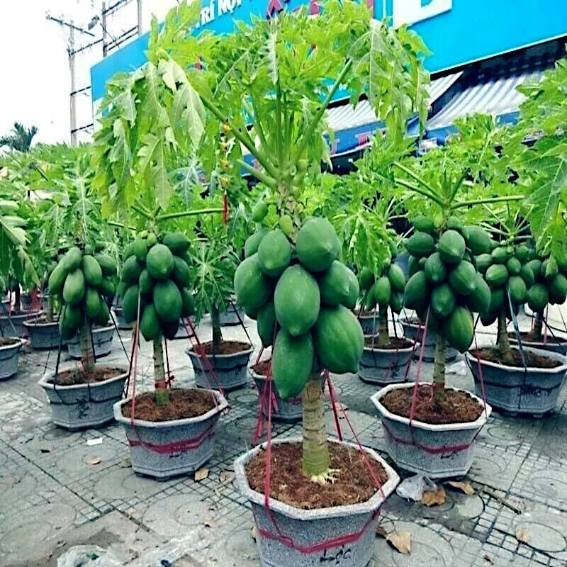 Dwarf Carica Papaya Seeds - 20 Pack for Indoor & Outdoor Gardening, Fast Growing Tropical Fruit Tree