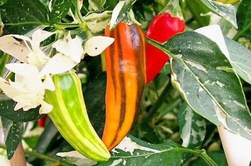 Fish Pepper Seeds - Rare Variegated Hot Pepper Capsicum annuum, 15-200 Seeds, Caribbean Flavor, Easy to Grow, Unique Garden Spice
