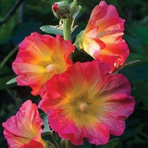 Hollyhock Seeds - 25 Pink Orange Perennial Flower Seeds - Alcea rosea - Garden Border, Cottage, Cut Flower
