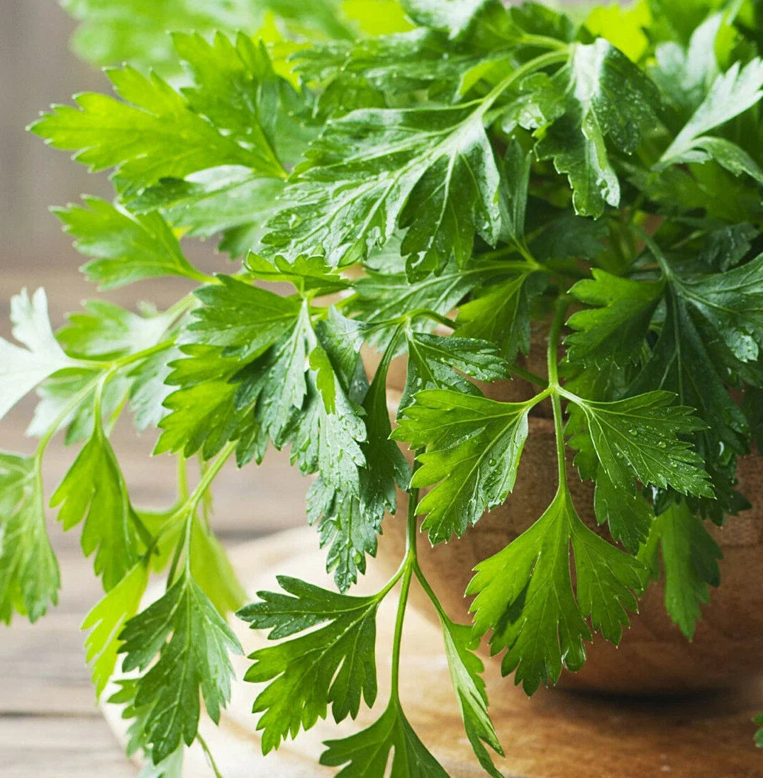 Giant Italian Flat Leaf Parsley Seeds | Herb Garden Seeds for Planting | Petroselinum crispum | Organic, Non-GMO