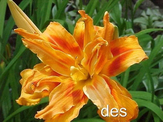 10 Daylilies - Double Triple Orange Heirloom KWANSO - Clumping Perennial Garden Plants