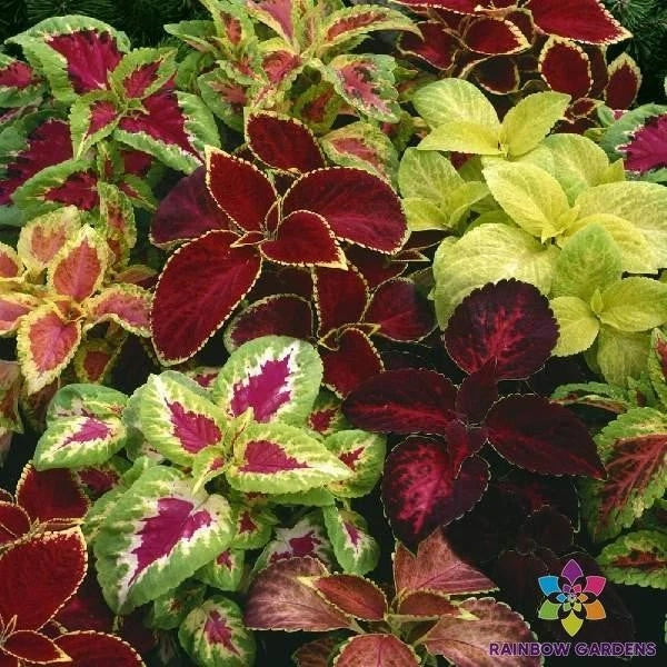 Coleus Seeds - 25+ Fairway Mix Colorful Foliage for Garden Planting - Solenostemon scutellarioides