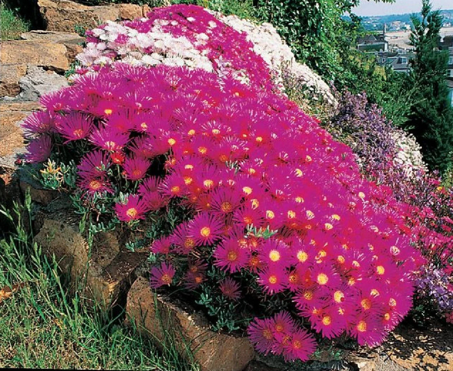 Ice Plant Succulent Seeds - Over 400 Dorotheanthus bellidiformis Seeds for Drought-Tolerant Ground Cover and Container Gardening