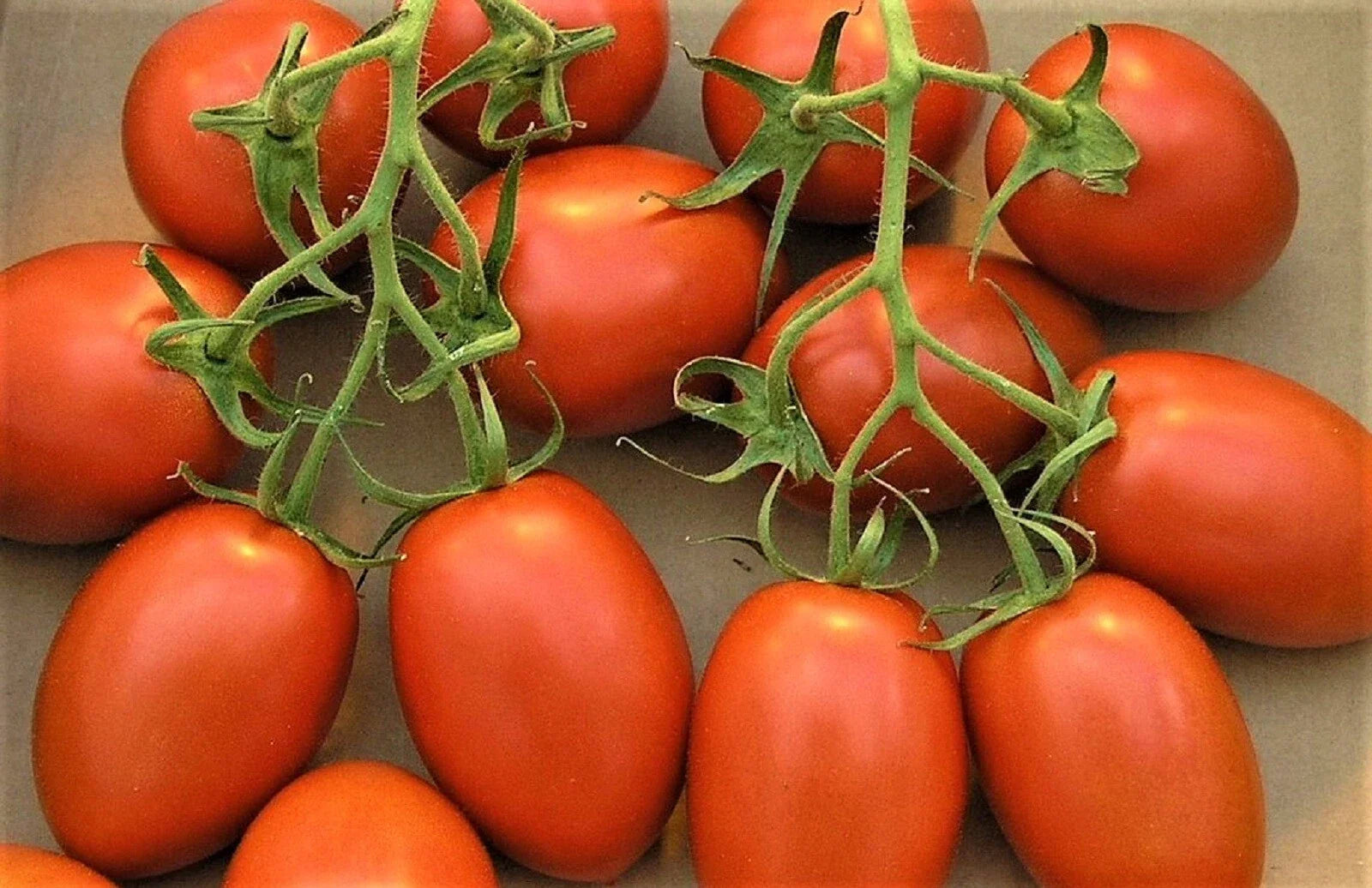 Roma Tomato Seeds – 200+ Non-GMO Heirloom Solanum lycopersicum for Home Gardens and Containers