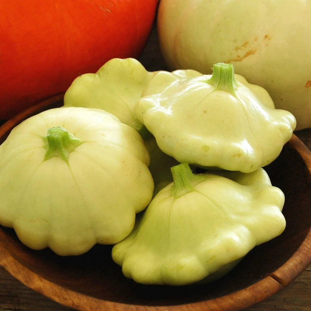 Bennings Green Tint Scallop Squash Seeds | Heirloom Cucurbita pepo Vegetable Seeds | Non-GMO Compact Bush-Type Plant Pack
