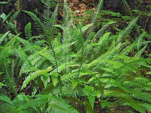 Deer Fern Seeds 1001 Spores Blechnum spicant Hardy Ladder Fern for Shade Garden, Indoor Plant