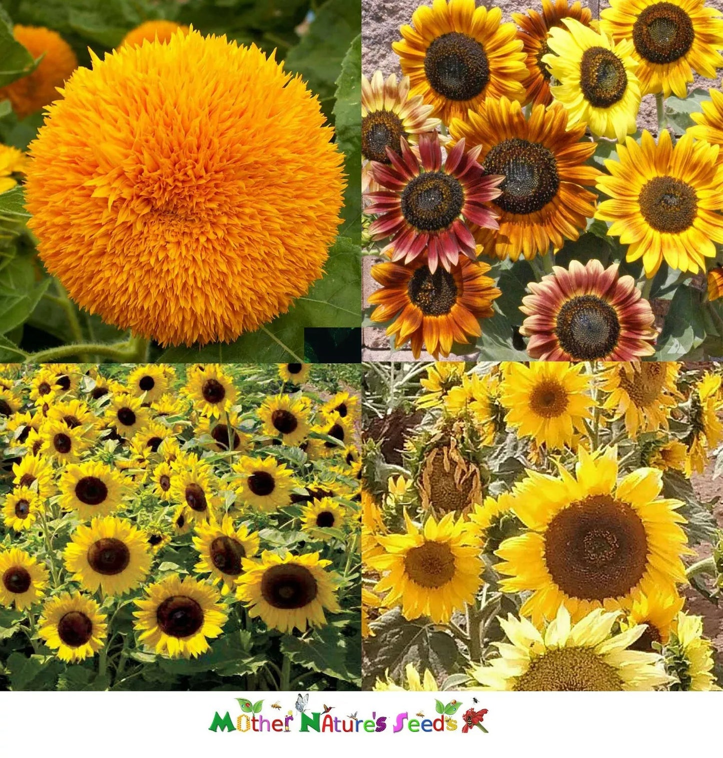 Dwarf Sunflower Seeds Mix - Non-GMO 50 Seeds for Butterflies, Bees & Birds