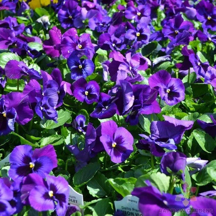 Neon Violet Pansy Seeds – Viola tricolor, 200+ Premium Garden Flower Seeds for Borders & Containers
