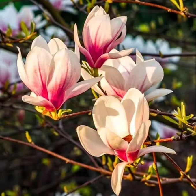 Saucer Magnolia Tree Live Plant 6-12" in 2.5" Pot, Pink and White Flowers, Magnolia x soulangeana, Spring Blooms