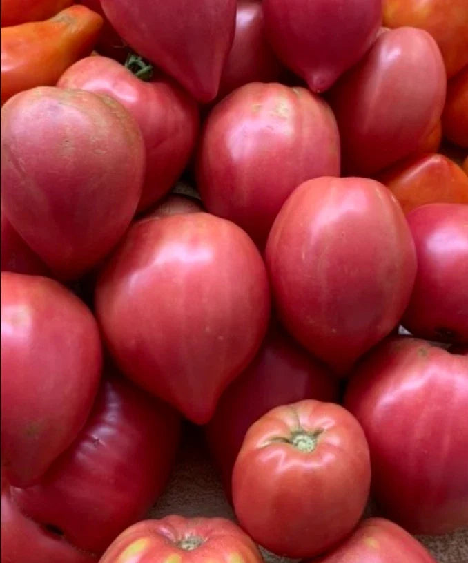 Tomato Seeds Mix OXHEART Heirloom Non-GMO Indeterminate for Canning and Sauces - 100 Seeds