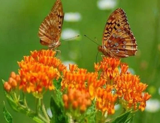Butterfly Weed Seeds - 25 Fresh Non-GMO Seeds - Asclepias tuberosa Native Wildflower for Pollinators and Drought Tolerance