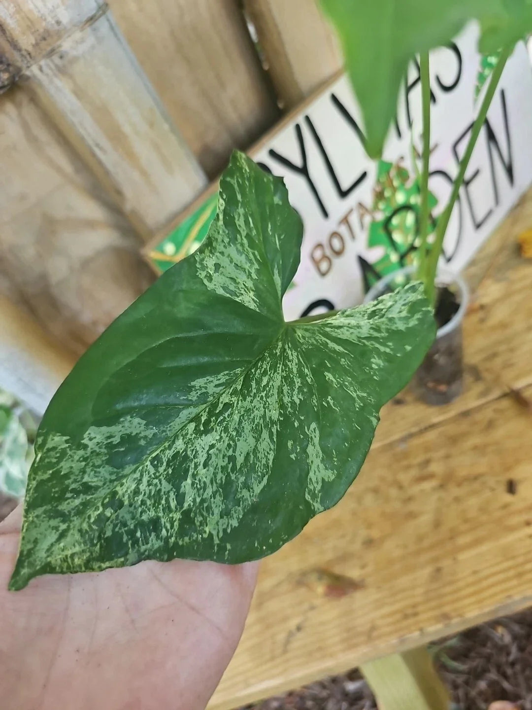 Large Leaf Syngonium Podophyllum Variegated Mottled Mojito 3" Pot - Easy Care Indoor Houseplant