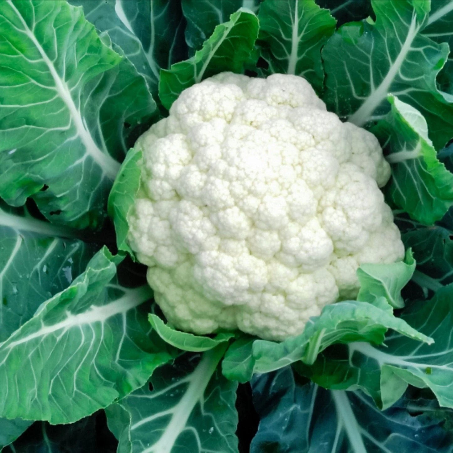 Cauliflower Vegetable Seeds - Heirloom Brassica oleracea - Pack of 15 Non-GMO Seeds for Home Gardening