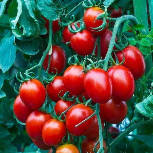 Small Red Cherry Tomato Seeds Heirloom Non-GMO Solanum lycopersicum
