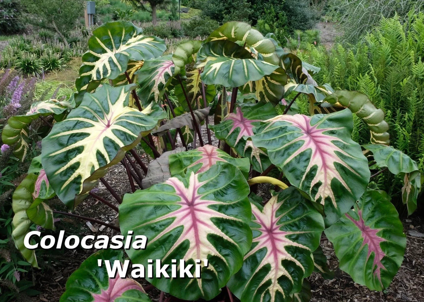 Colocasia 'Waikiki' Elephant Ear Plant, Rooted in 3" Pot, Variegated Green White Purple Foliage, Indoor Outdoor Tropical