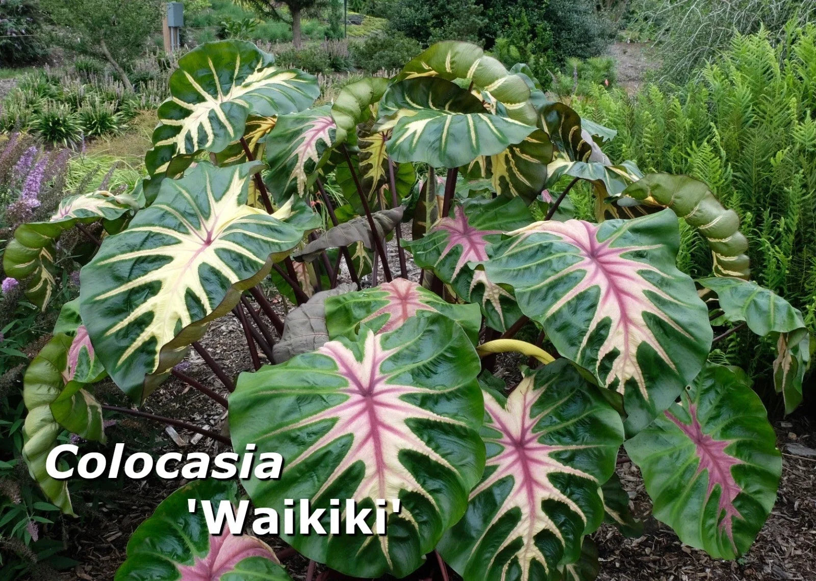 Colocasia 'Waikiki' Elephant Ear Plant, Rooted in 3" Pot, Variegated Green White Purple Foliage, Indoor Outdoor Tropical