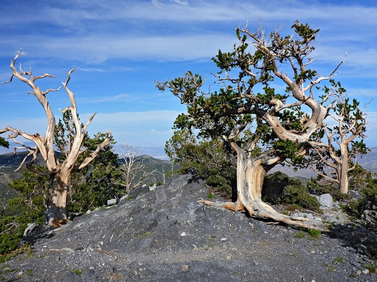 Bristlecone Pine Seeds - Pack of 10 - Pinus aristata - Oldest Living Tree - Drought-Resistant Evergreen for Rock Gardens