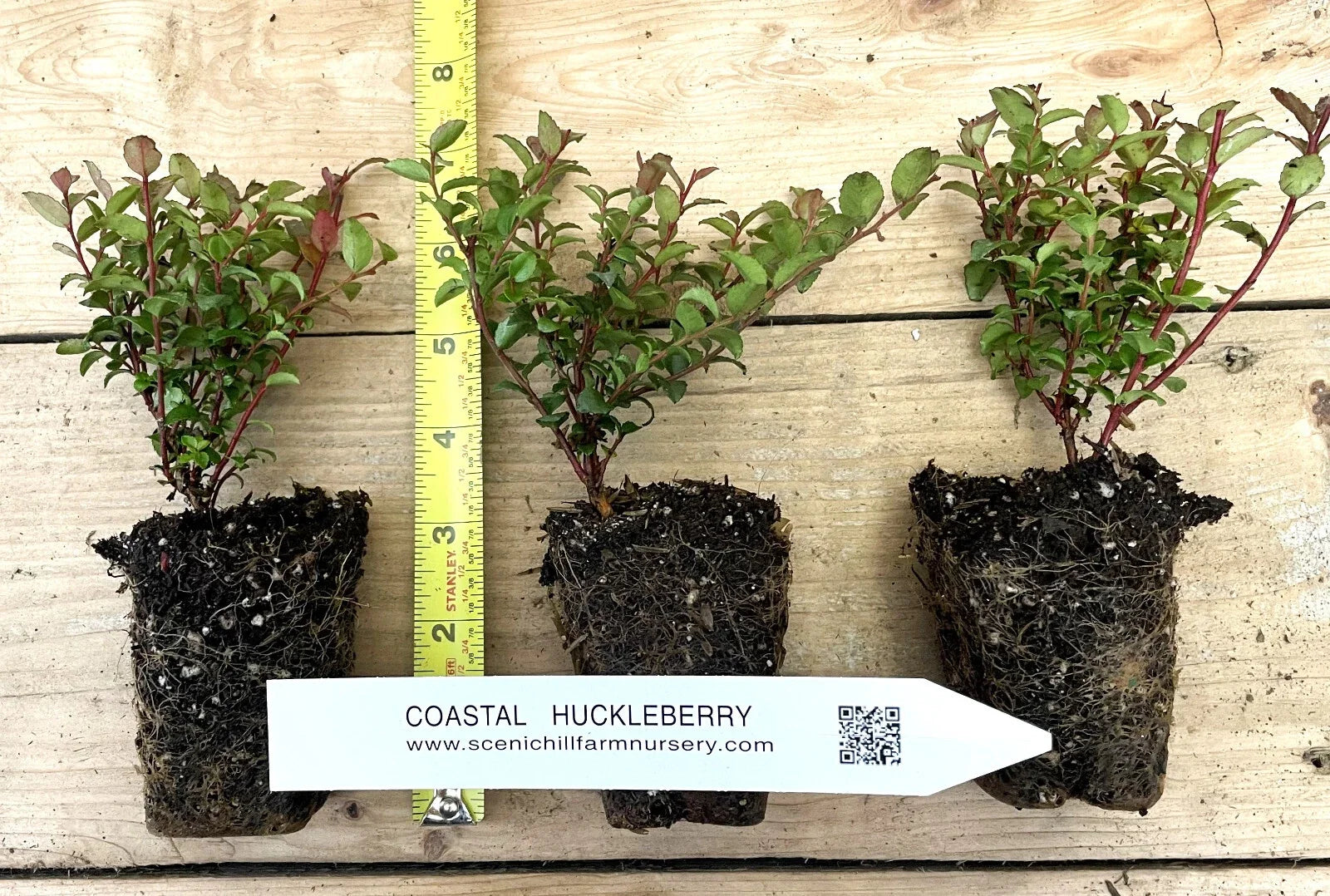 Evergreen Huckleberry Plant - 1 Year Old Vaccinium ovatum with Edible Berries & White-Pink Flowers
