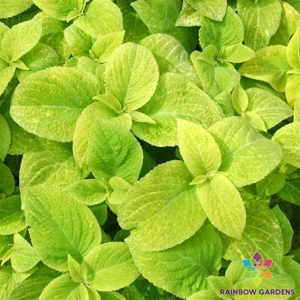 Wizard Golden Coleus Seeds - 25+ Pack, Vibrant Foliage, Coleus blumei, Annual Plant for Gardens, Borders & Containers