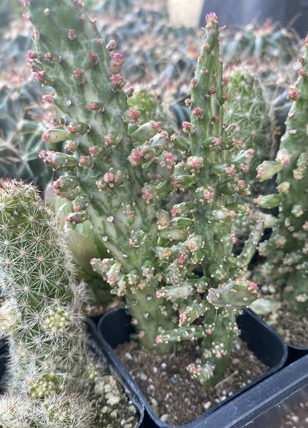 Variegated Joseph's Coat Cactus 2 Inch Pot - Opuntia monacantha Variegata Indoor Succulent