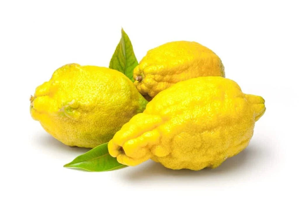 Citron Lemon Seeds - 5+ Pack for Gardening - Citrus medica - Organic, Non-GMO, USA Grown