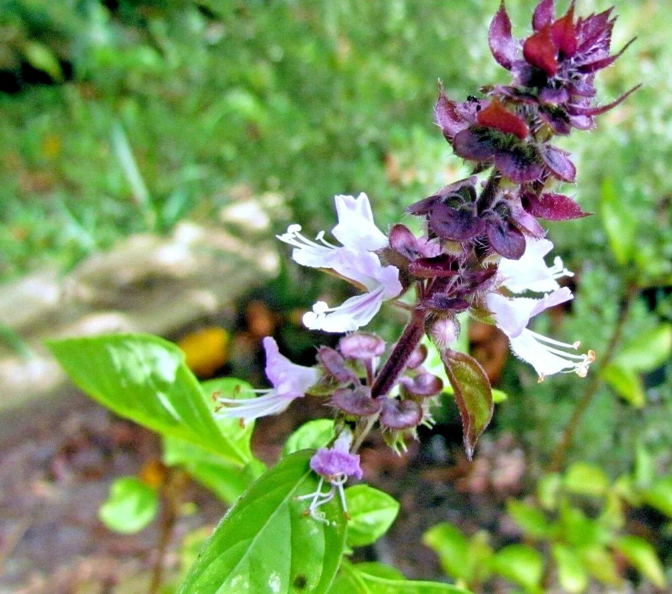 Mexican Basil Seeds, Herb Garden, Mosquito Repellent, Ocimum basilicum var. purpurascens, Non-GMO, Indoor Outdoor Plant Seeds