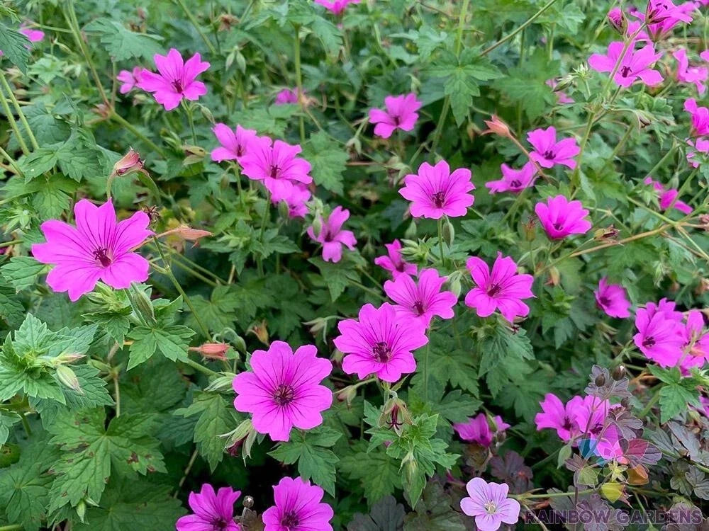 Elworthy Eyecatcher Geranium Seeds - 25+ Pack, Pelargonium x hortorum, Vibrant Blooms, Garden, Pot, Border, Flowering Plant