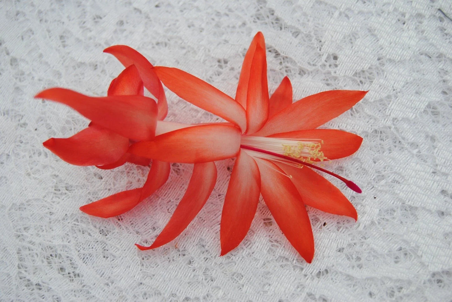 Christmas Cactus Starter Plant, Small Elise Variety, Schlumbergera Truncata, Well-Rooted Indoor Plant for Home Decor