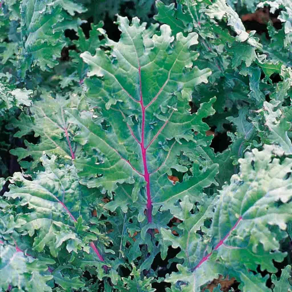 Kale Seeds - 333 Red Russian Variety with Green Leaves - Brassica oleracea var. sabellica
