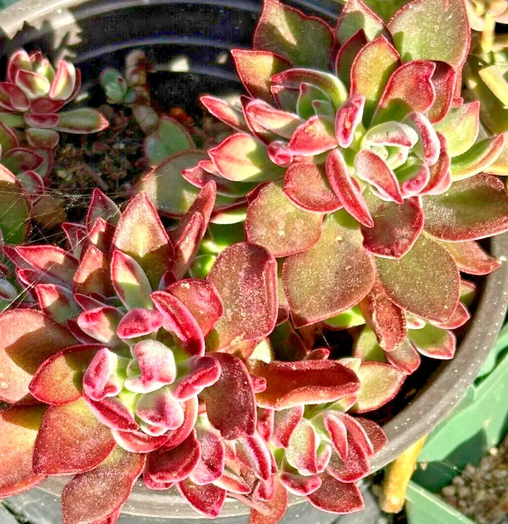 Succulent Echeveria Pulvinata Fuzzy Red Cuttings – Live 1" Plush Chenille Plant, Echeveria pulvinata