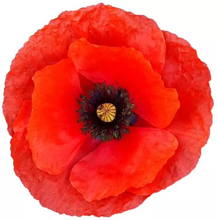 Red Poppy Seeds for Planting - 600 Count - Exotic Crimson Flowers - Papaver rhoeas