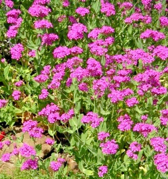 Catchfly Seeds - 100 Bright Pink Silene Ameria Fast Blooming Flower Seeds for Gardens and Pollinator Attraction