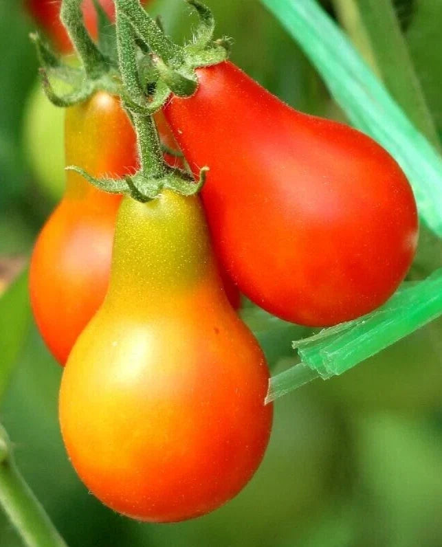 Classic Red Pear Tomato Seeds - 25 Premium Solanum lycopersicum Heirloom Seeds for Home Gardening