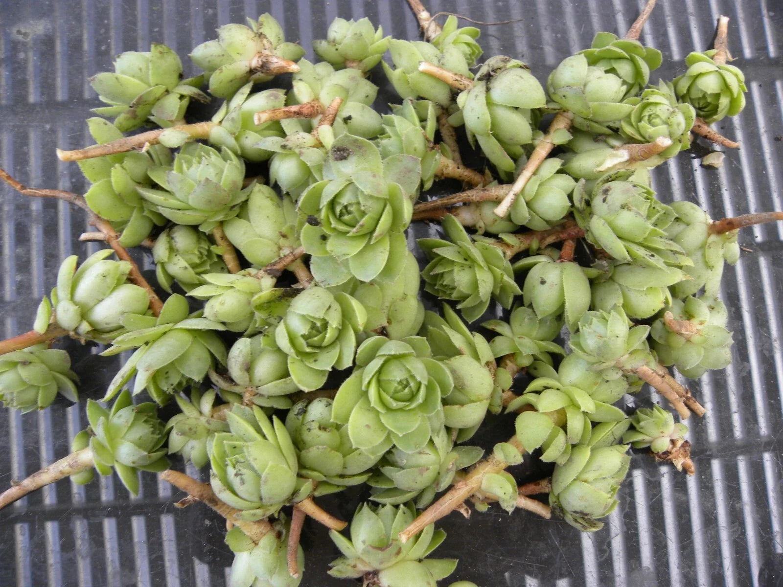 Lot of 50 Succulent Plants - Hens & Chickens 1-Inch Chicks - Perennial Echeveria spp. for Garden, Indoor, Drought-Resistant Plant Collection