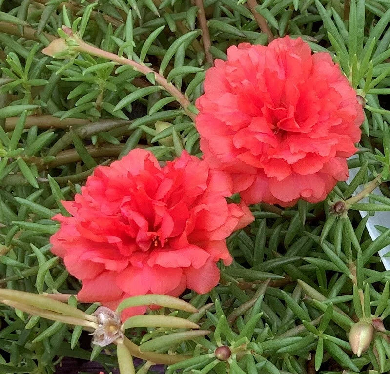 Deep Salmon Portulaca Moss Rose Plants - Grandiflora Variety, Drought-Tolerant, Full Sun, Ground Cover, Portulaca grandiflora