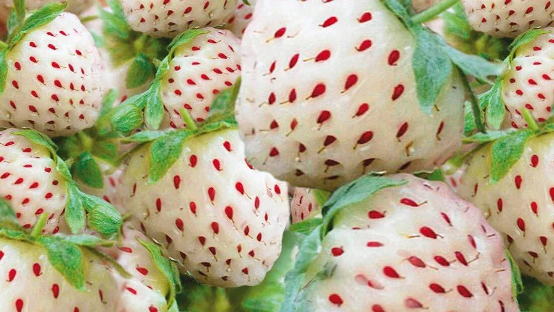 White Strawberry Seeds - 200+ Organic Pineberry Variety - Non-GMO, Made in USA