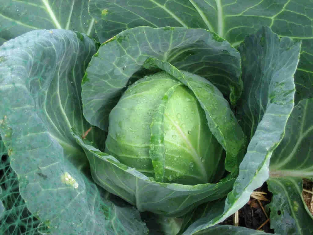 Golden Acre Cabbage Seeds - Brassica oleracea for Home Gardening