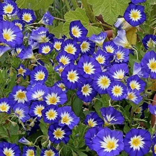 Dwarf Morning Glory Seeds - Heirloom Blue Flowers, Non-GMO, 50 Seeds, Climbing Vine, Ipomoea purpurea, Container & Garden Plant
