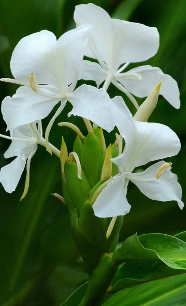 Fragrant White Butterfly Ginger Lily Plant in 4-Inch Pot | Hedychium Coronarium | Exotic Garden Flower