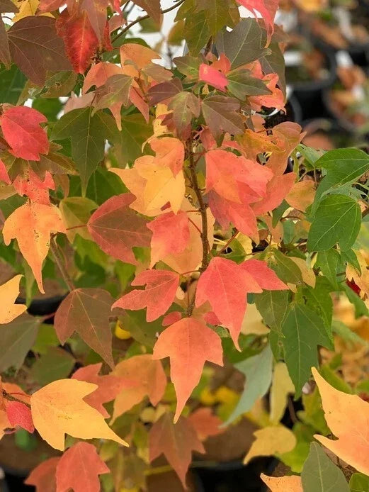 Trident Maple Tree 4-Inch Pot Acer buergerianum Deciduous Small Garden Tree