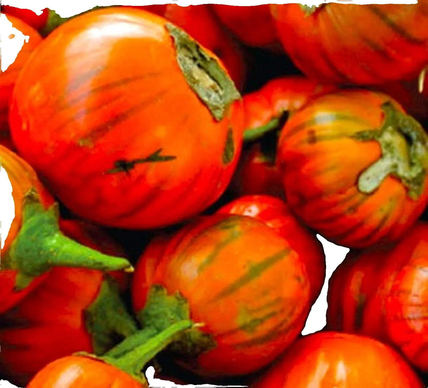 Turkish Orange Eggplant Seeds - 20 Non-GMO Heirloom Seeds for Garden