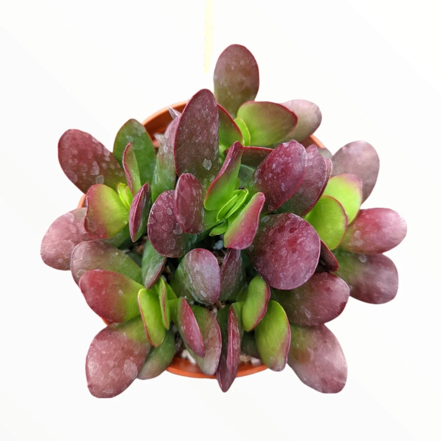 Crassula Clavata Succulent Plant - 4-Inch Bare Root Propeller Plant, Deep Red Foliage, Indoor & Outdoor Decor