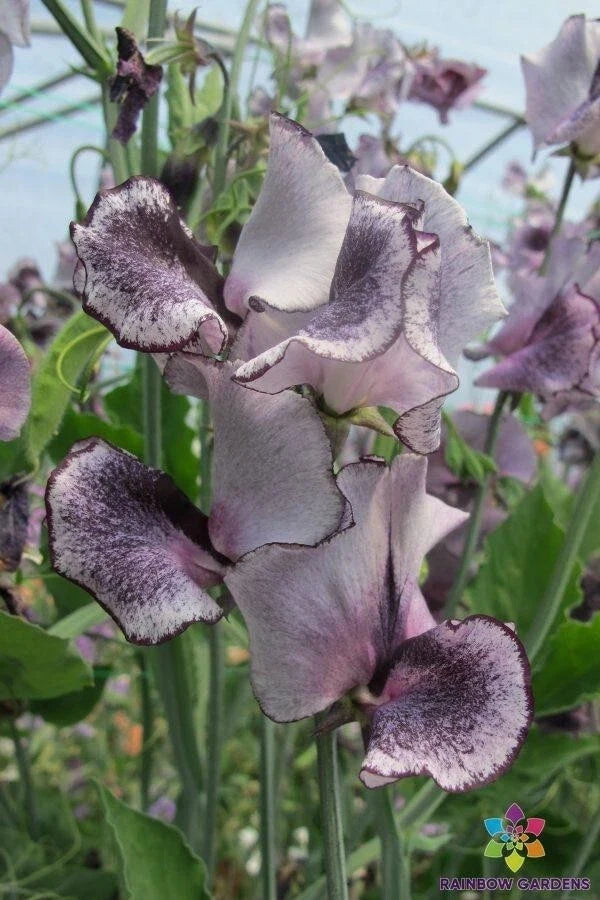 Nimbus Sweet Pea Seeds - Climbing Flowering Garden Seeds - Lathyrus odoratus - USA Grown, Free Shipping
