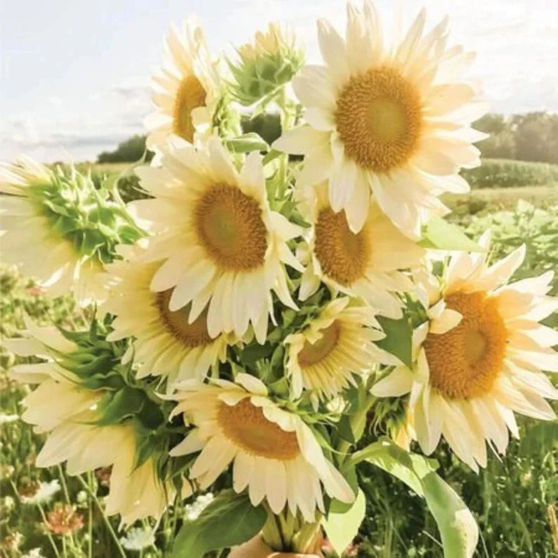 Organic White Lite Sunflower Seeds - 15 Pack - Helianthus annuus - USA Grown