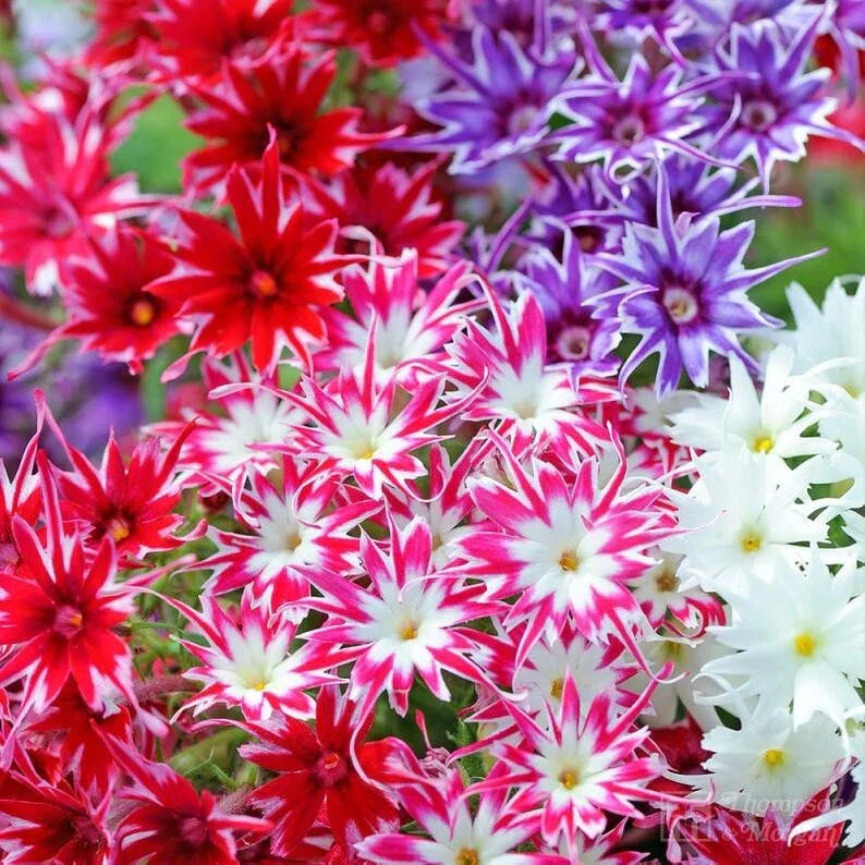 Twinkle Phlox Seeds - 50 Perennial Phlox subulata Flower Seeds for Butterflies - US Seller