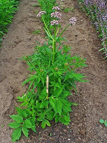 Live Valerian Plant - Potted Herb - Valeriana officinalis - Perennial Garden Plant for Medicinal Use